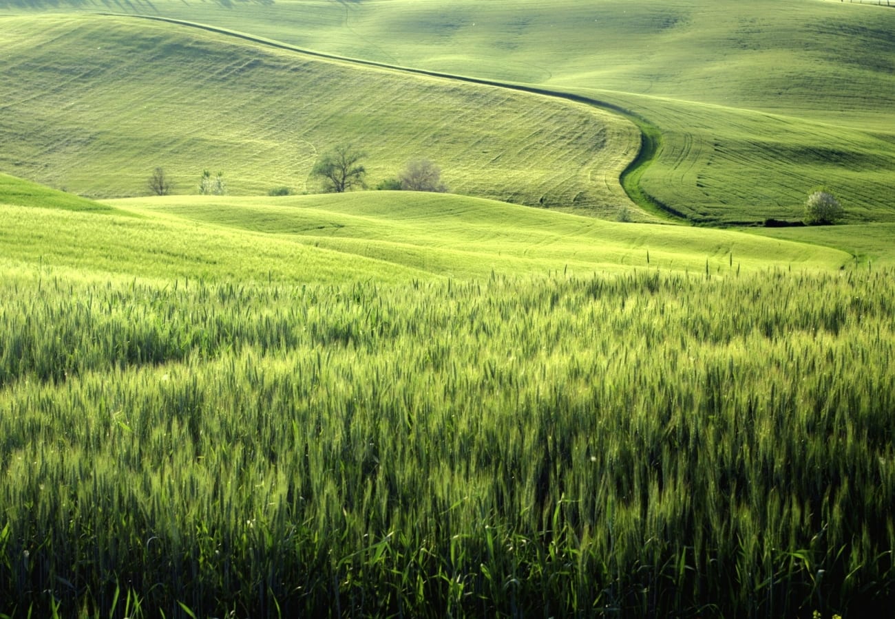 Beautiful flowing meadows filled with lush, green grass.