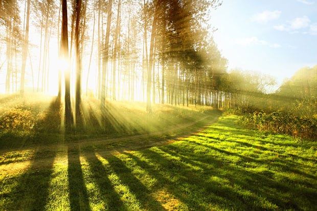 Sunlight through the trees