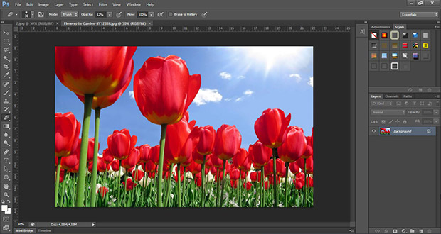 Image of red tulips opened in Photoshop