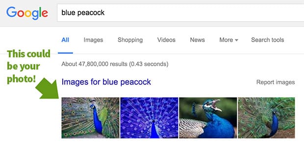 peacock