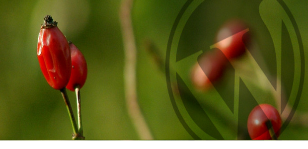 a couple of berries still on the plant, with a logo watermarking the image