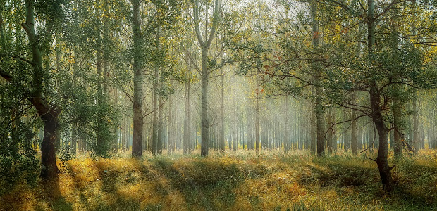 A wide shot of a bright forest, with sunbeams coming down between the trees