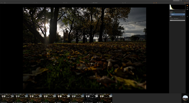 A low-angle shot of some trees across a grassy field