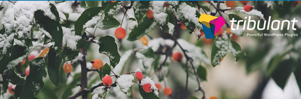 A holly bush with snow covering it