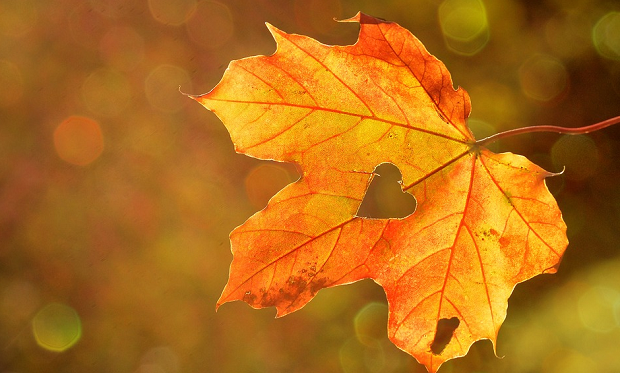 An orange autumn leaf with a heart-shaped hole in the middle, in front of a bokeh background