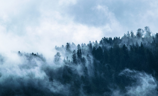 A forest covered in a dense layer of bluish fog