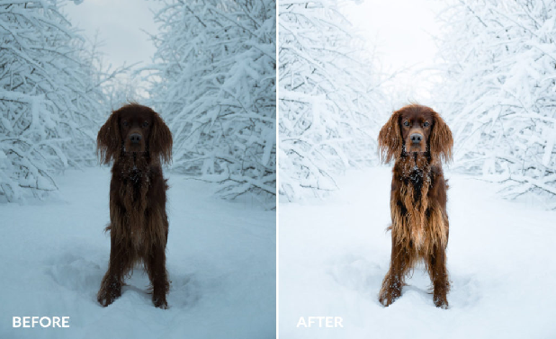 A before and after image of this preset, used on an image of a dog in the snow