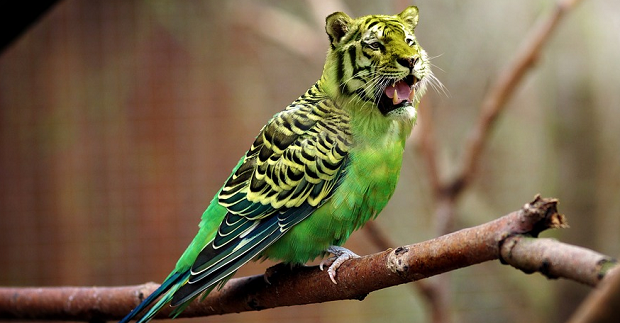 A brightly colored bird with a tiger's head Photoshopped onto it
