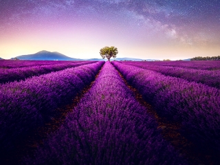 Trees