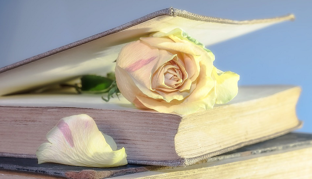 A white rose holding the cover of an old book open