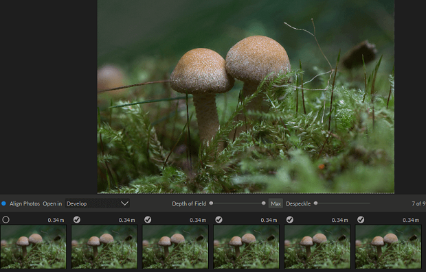 A close-up of a pair of mushrooms on a forest floor