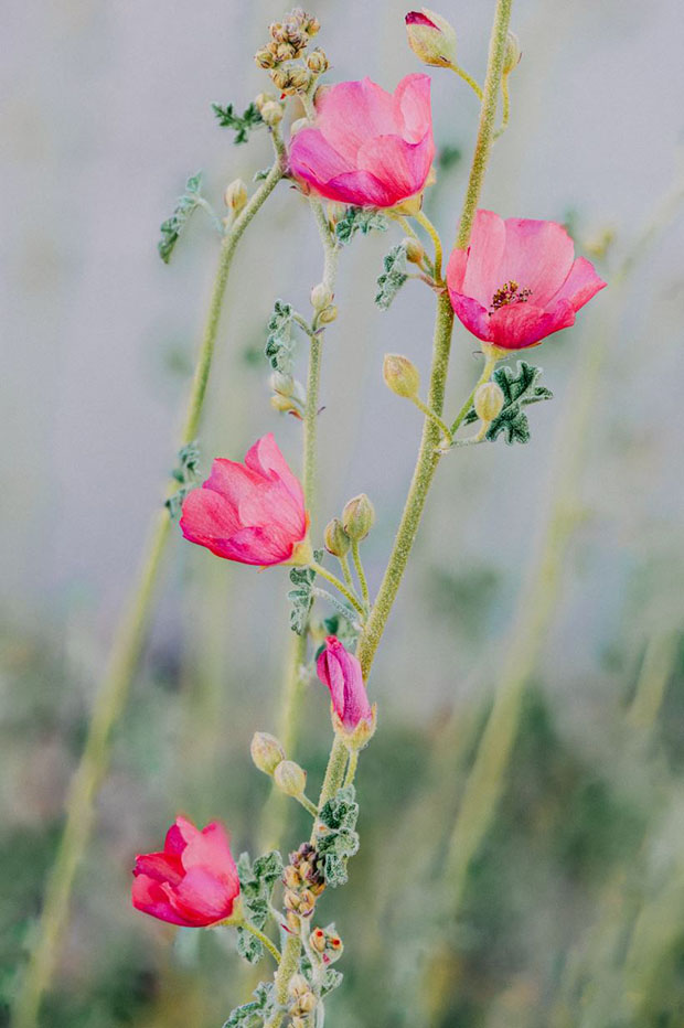 Image of stalk of pink flowers with blurred background edited with presets