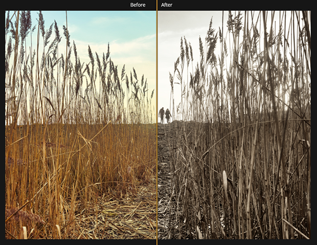 Image of wheat field divided down the middle. Left-hand is the original image, right-hand is the image with an LUT Mapping filter applied