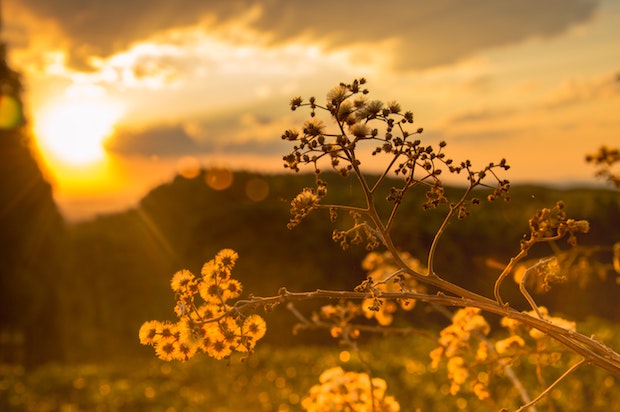 sun glaring through burred background. in the foreground is a branch with flowers in clear focus