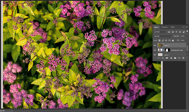 Selection outline of the base subject on the purple flower image layer