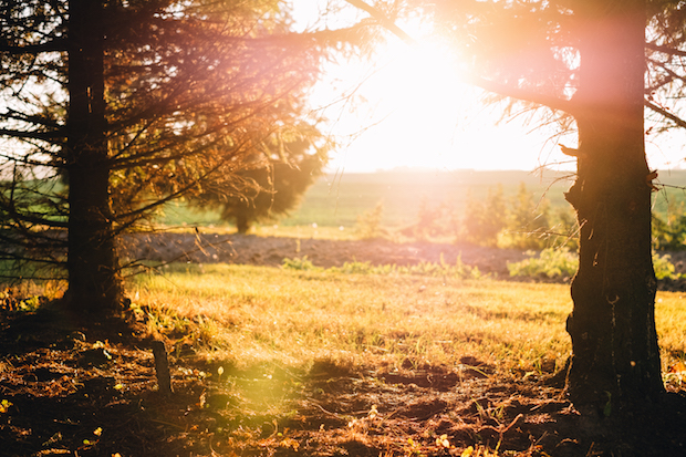 Sunny image of field with 2 trees in the mid ground. Flash glare from the sun shines between them to create a hotspot in the image