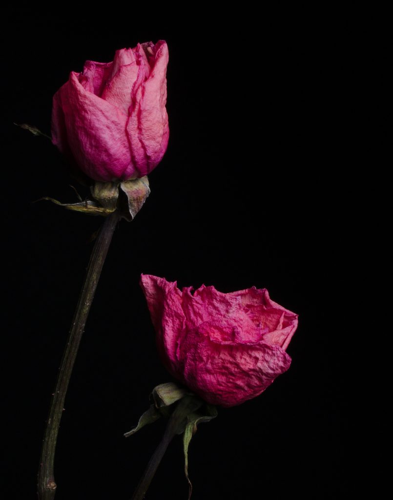 Two dried pink roses placed in front of a black background 