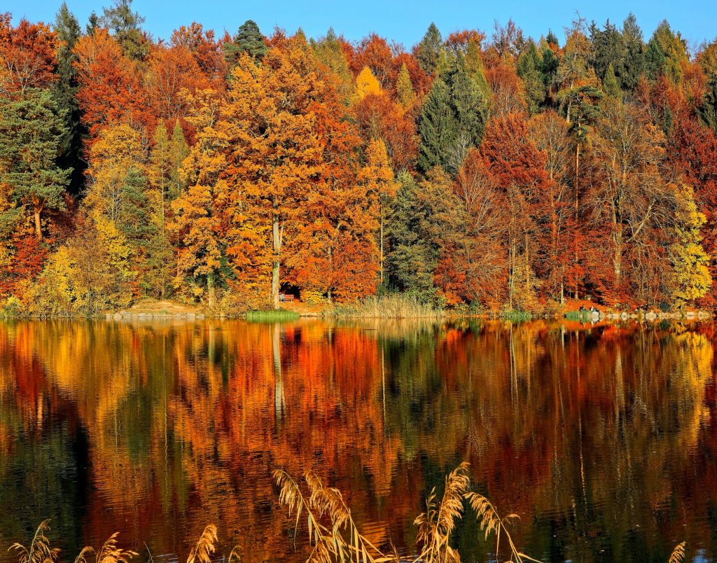 A fall foliage photograph of a forest by the lakeside