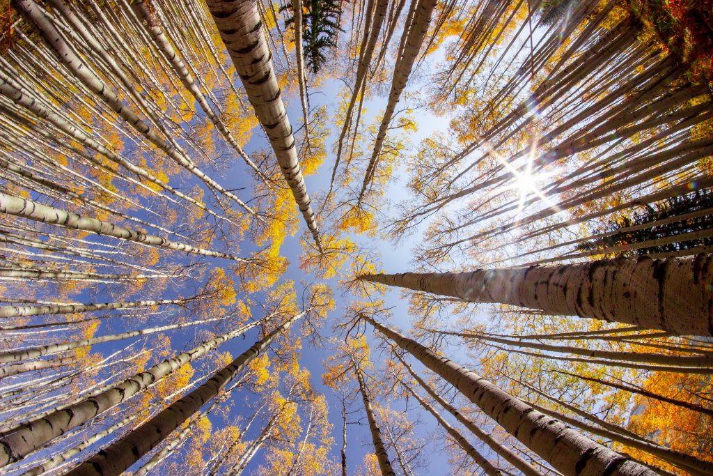 A worm’s eye view of the trees during autumn
